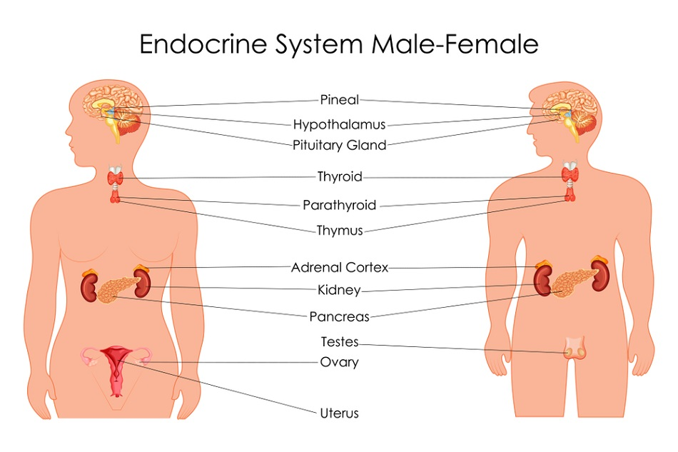 Endocrine Gland And Hormones Biology Pcsstudies