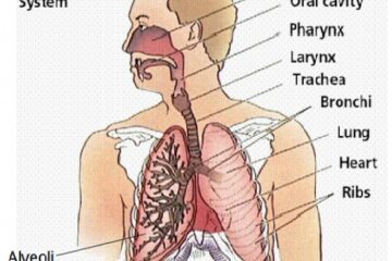 Human respiratory system
