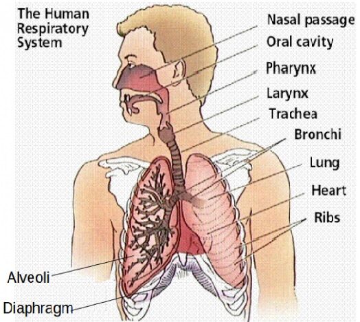 Human respiratory system Human respiratory system
