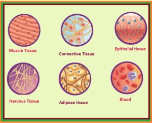 Classification of Animal Tissues - Pcsstudies - Biology
