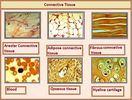 Connective tissues - PCSSTUDIES - Biology Connective tissues