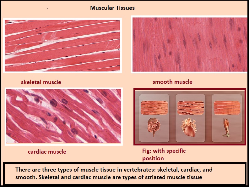 Muscular Tissue - PCSSTUDIES - Biology Muscular Tissue