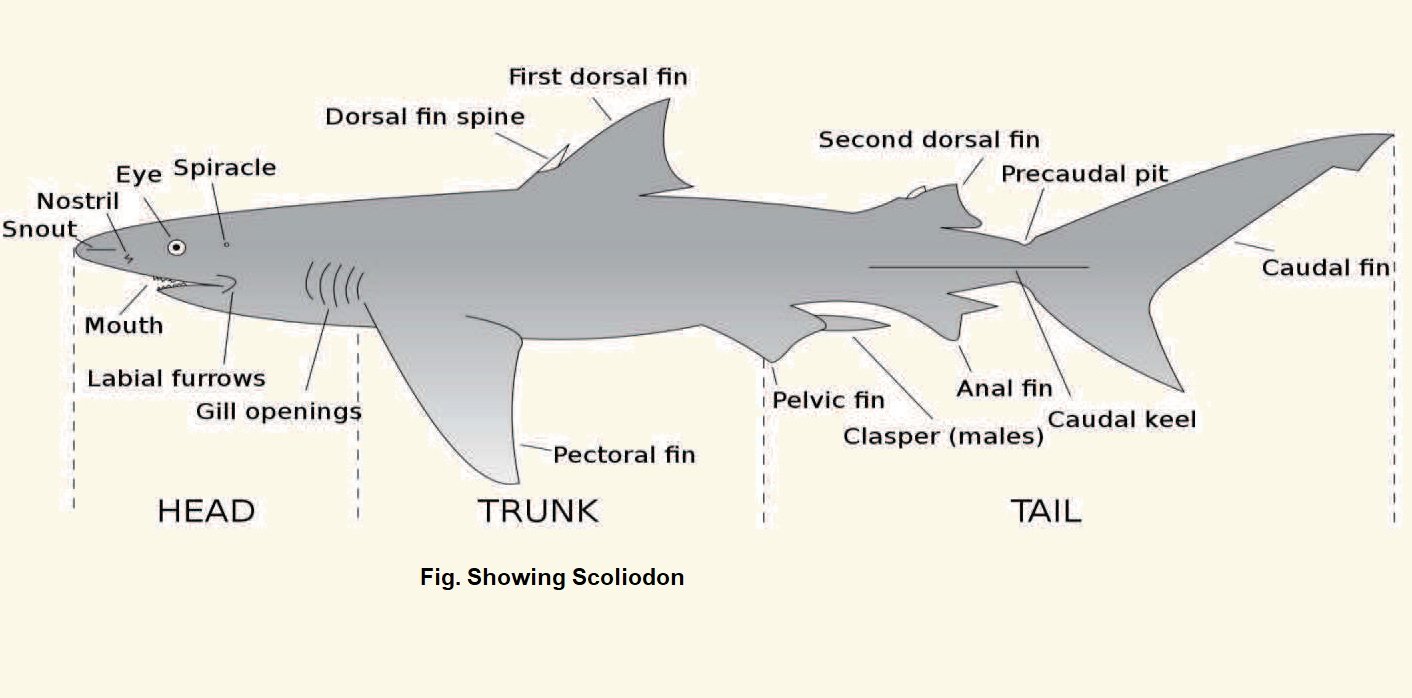 why dogfish is called dogfish