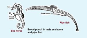 brood pouch in Fishes