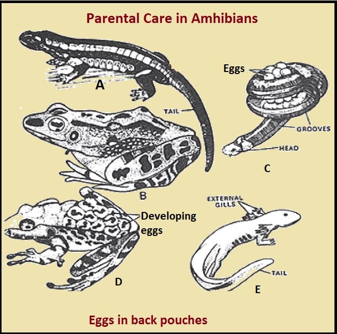 write an essay on parental care in amphibia