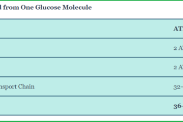 Energy Yield from One Glucose Molecule